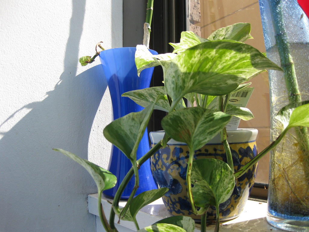 A trailing pothos plant on a sunlit windowsill.