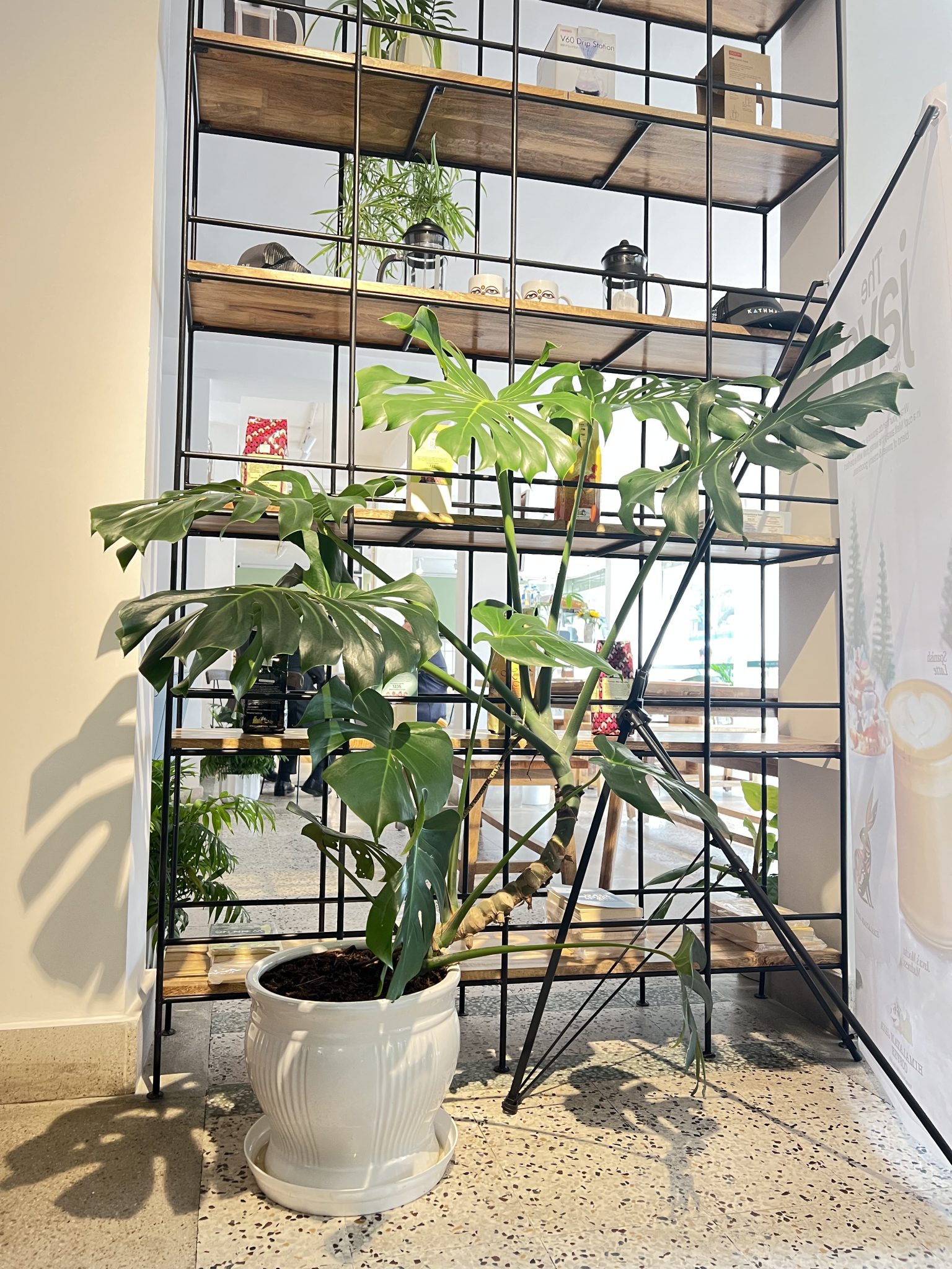 A monstera plant in a white ceramic pot.