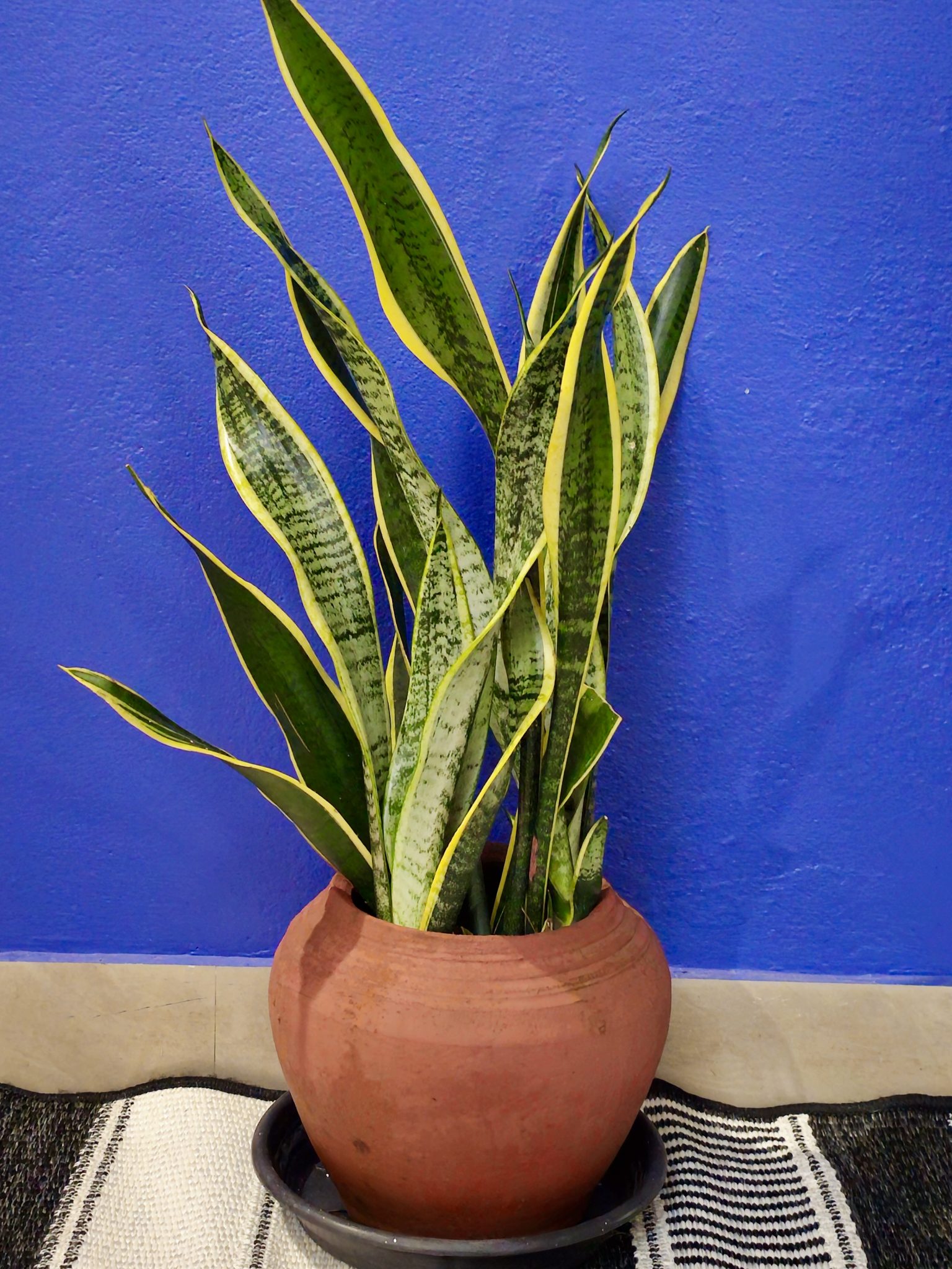 A variegated snake plant in a terracotta pot.
